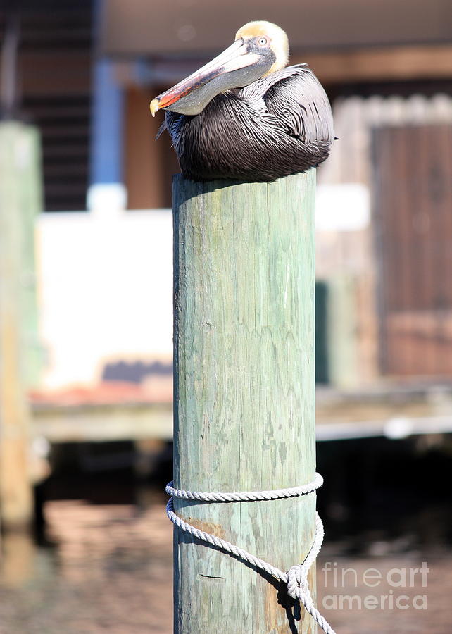 Wildlife Photograph - Pole Top Pelican by Carol Groenen