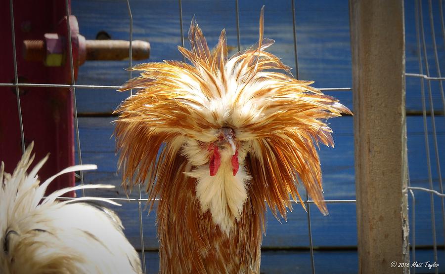 Polish Chicken Bedhead Photograph by Matt Taylor | Fine Art America