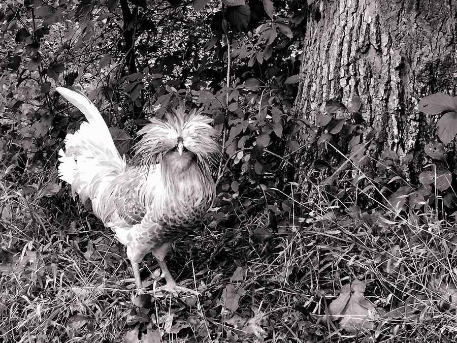 Polish Crested Chicken Photograph by Susan Maxwell Schmidt