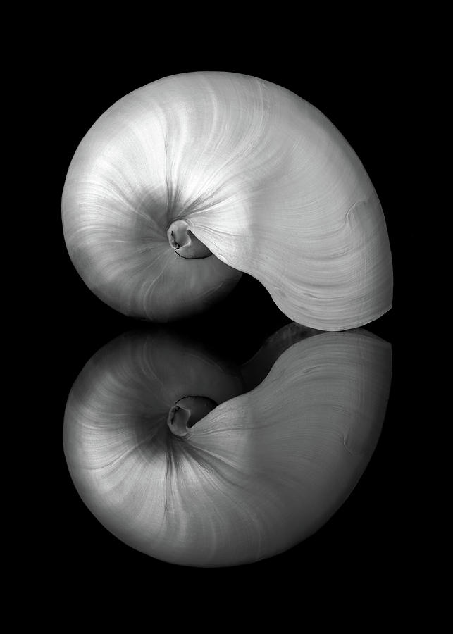 Black And White Photograph - Polished Nautilus shell and reflection by Jim Hughes
