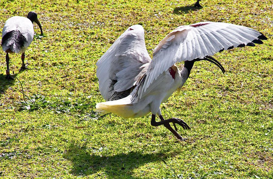 Bird Photograph - Polka Dance Of White Ibis by Miroslava Jurcik