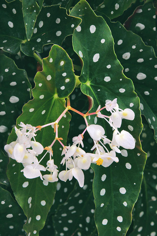 Polka dot Begonia Oil Painting popular