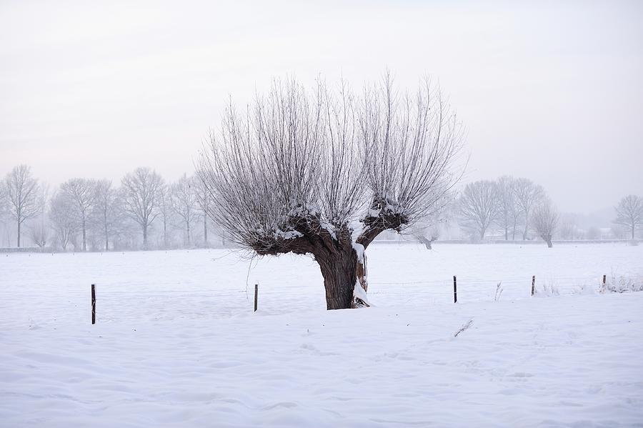 Pollard willow in winter Photograph by Merijn Van der Vliet