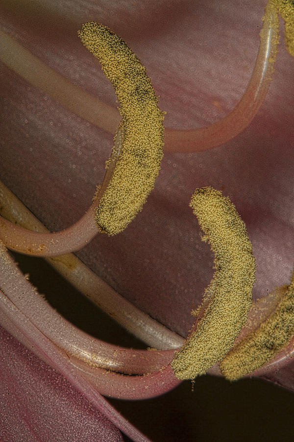 Pollen Photograph by Agustin Uzarraga