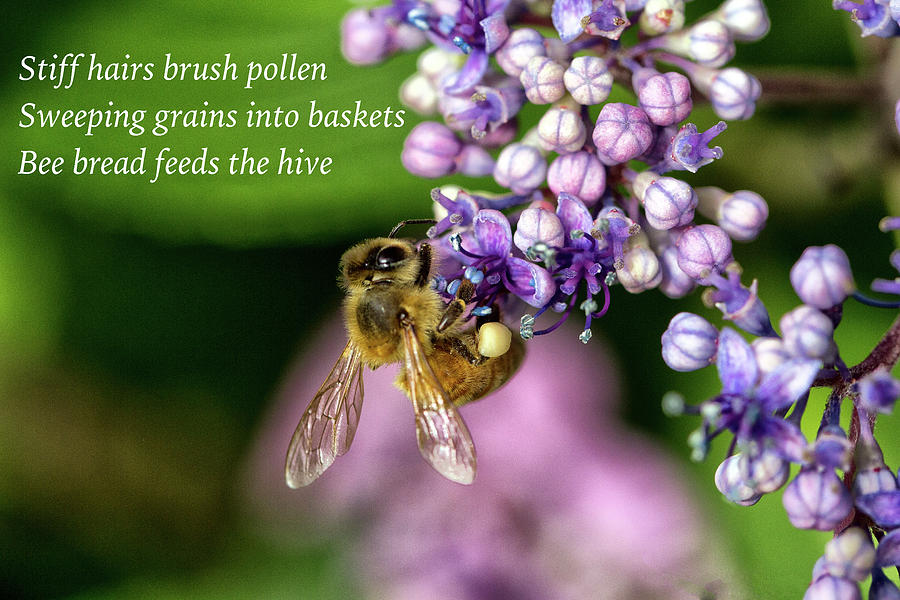 Pollen Basket Haiku  Photograph by Constantine Gregory