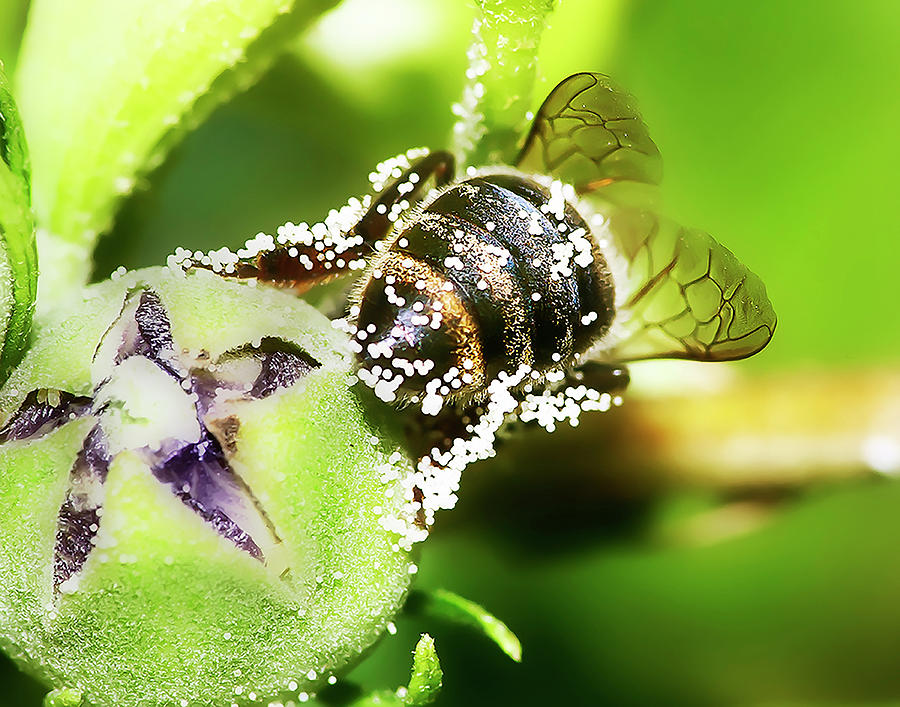 Wildlife Photograph - Pollen Bee by Scott Cordell