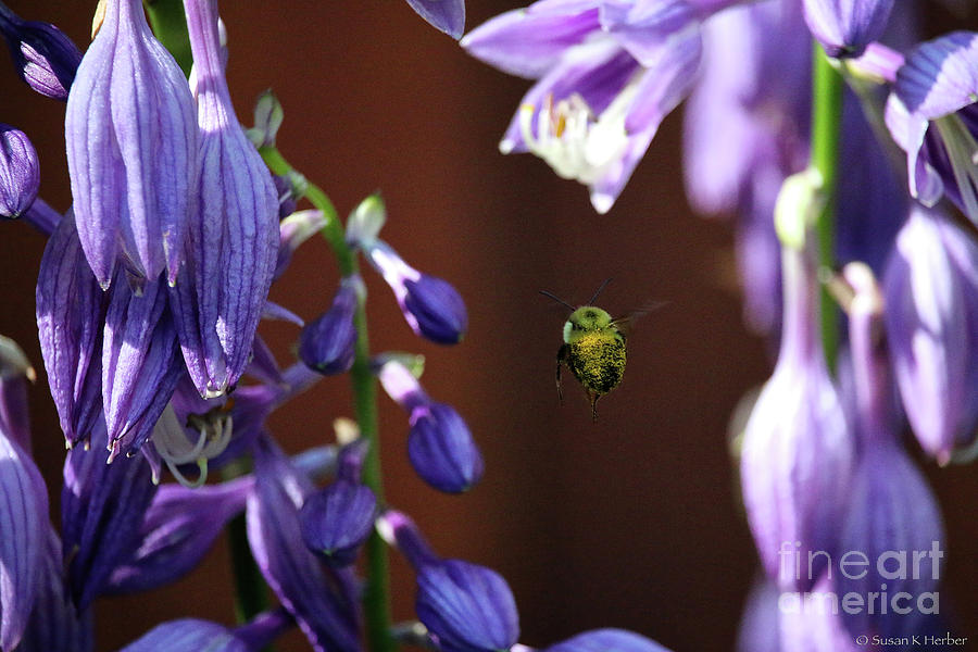 Pollen Bomber Photograph by Susan Herber