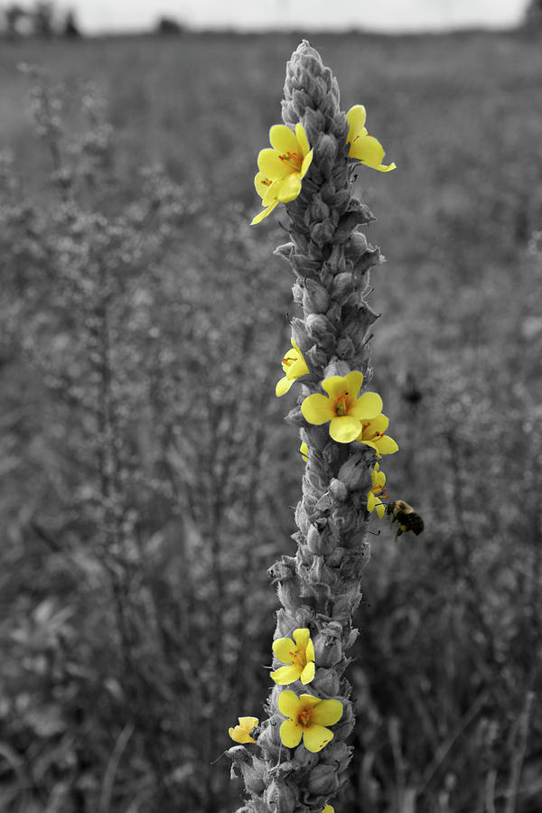 Pollen Buzz Photograph by Dylan Punke
