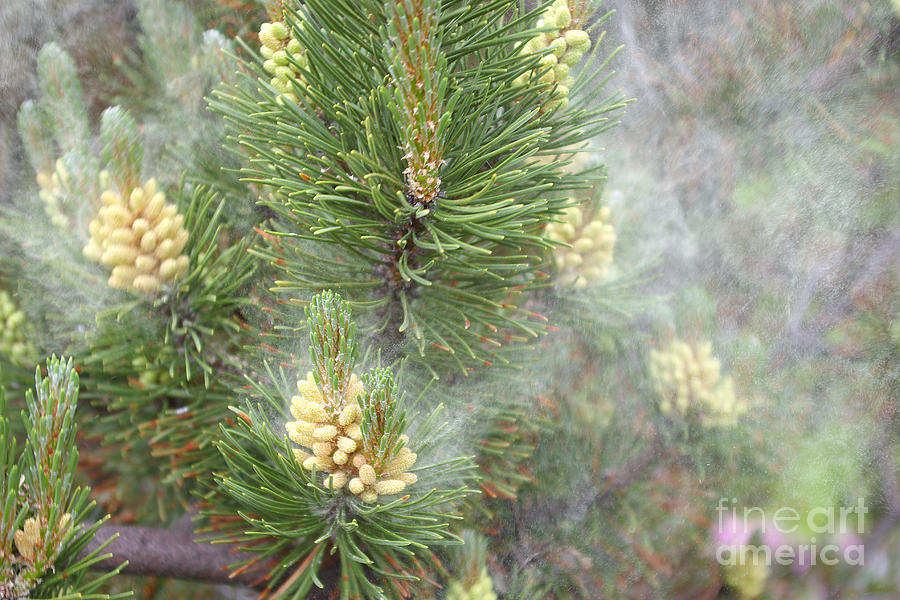 Pollen Clouds From Mugo Pine Photograph by Scimat