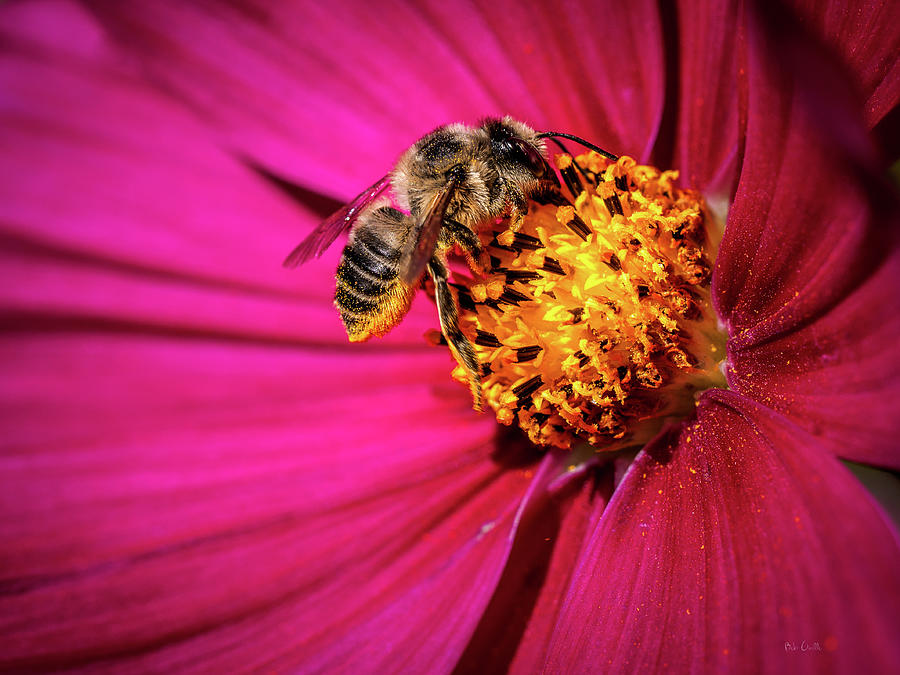 Pollen Collector Photograph by Bob Orsillo