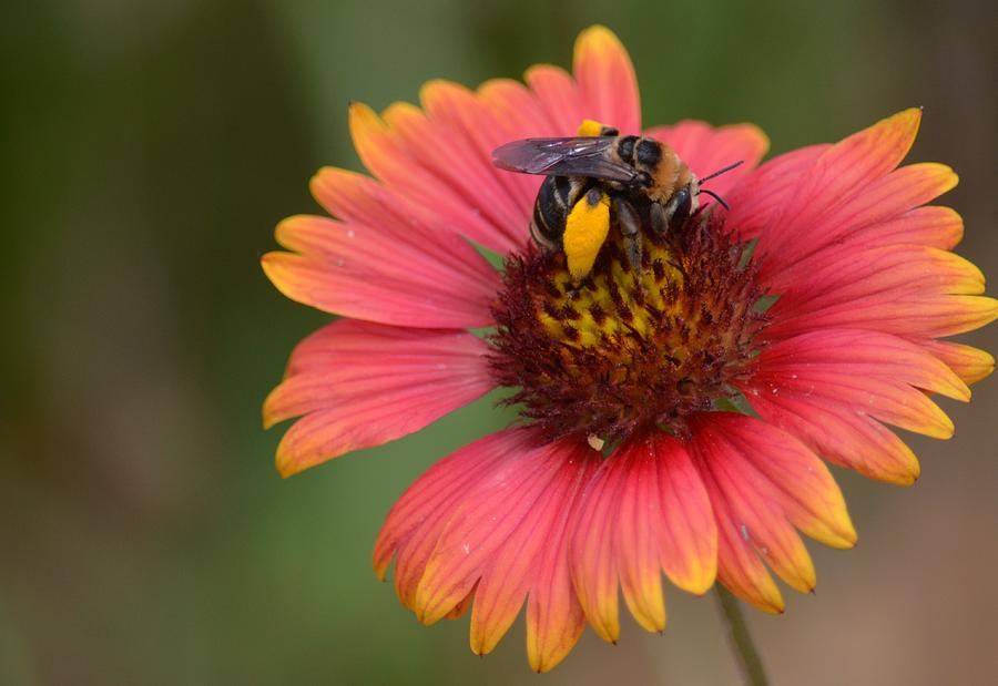 Pollen Collector Photograph by Maria Urso