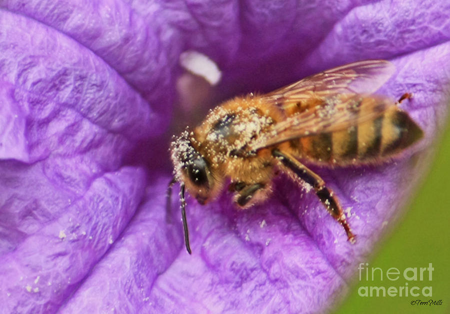 Pollen Collector Photograph by Terri Mills