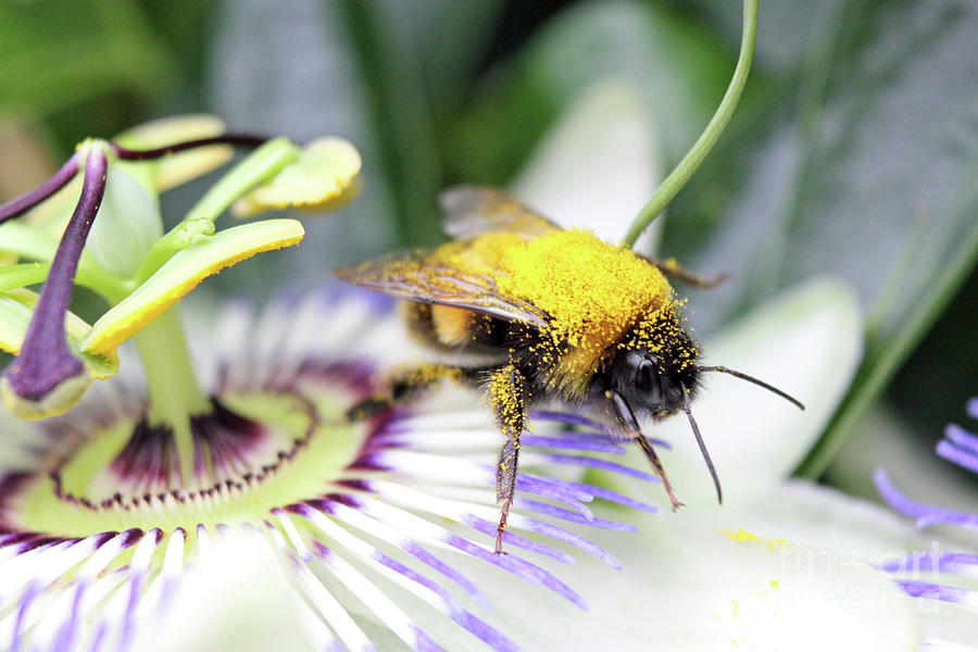 Pollen covered bee on a passion flower Photograph by Julia Gavin