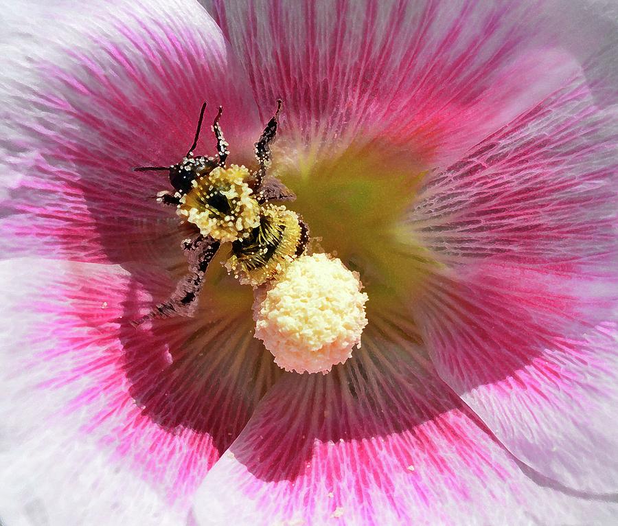 Pollen Covered Bumblebee Four  Digital Art by Lyle Crump