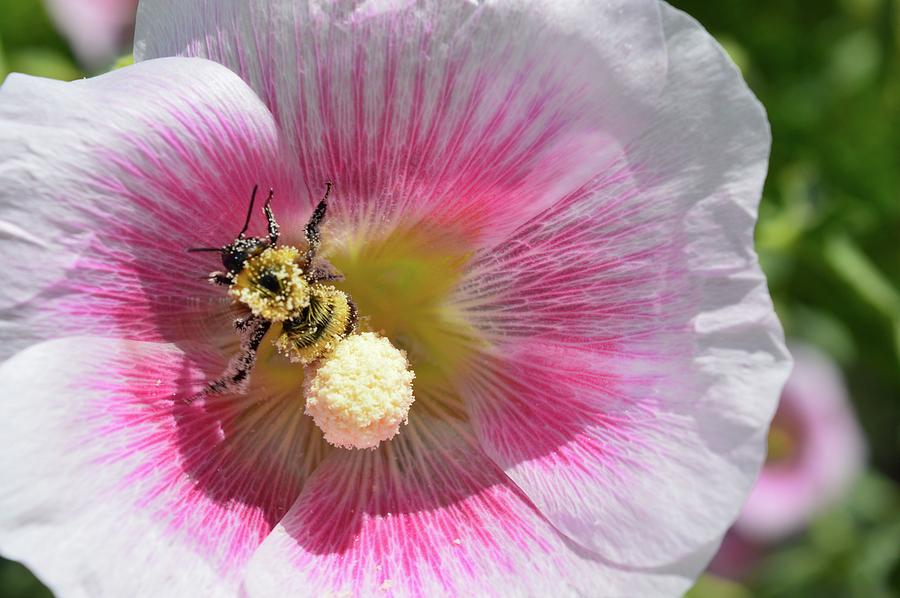 Pollen Covered Bumblebee  Photograph by Lyle Crump