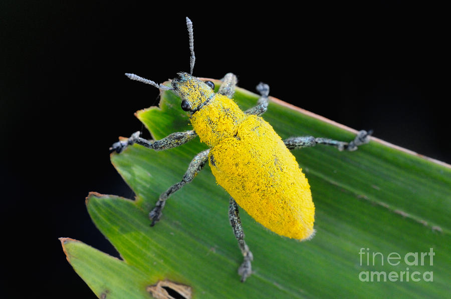 Wildlife Photograph - Pollen Covered Weevil by Fletcher and Baylis