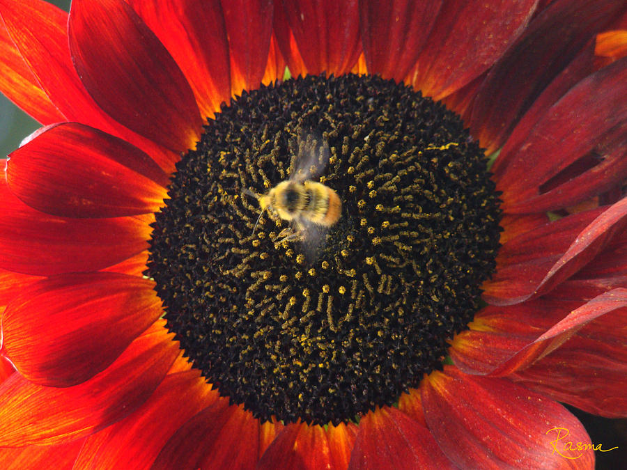 Sunflower Photograph - Pollen Dance by Rasma Bertz