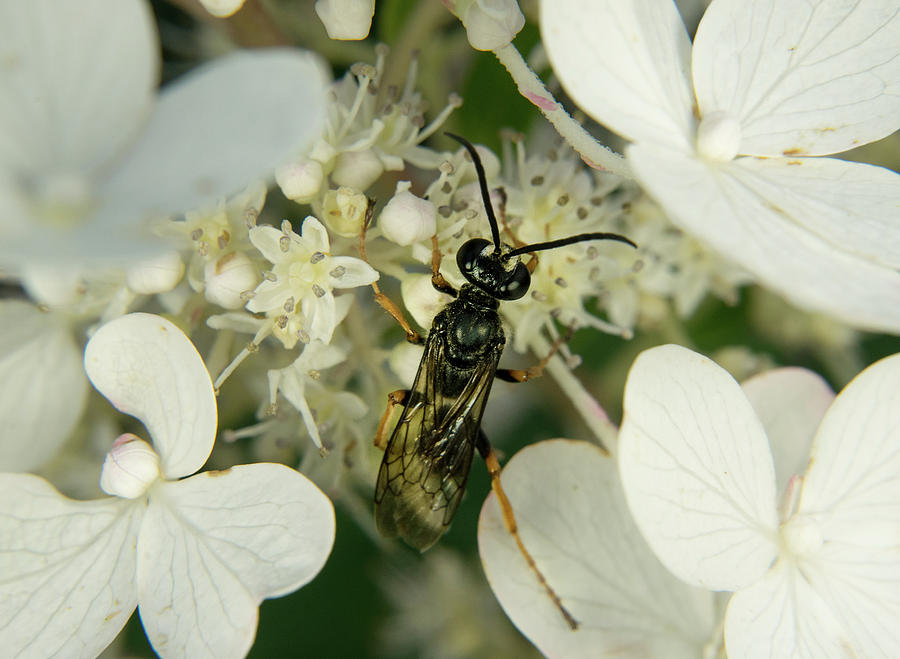Pollen Feeding Hymenoptera Photograph by Douglas Barnett