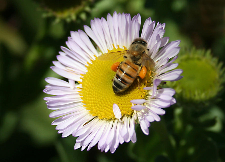 Flower Photograph - Pollen Harvest by Ellen Henneke