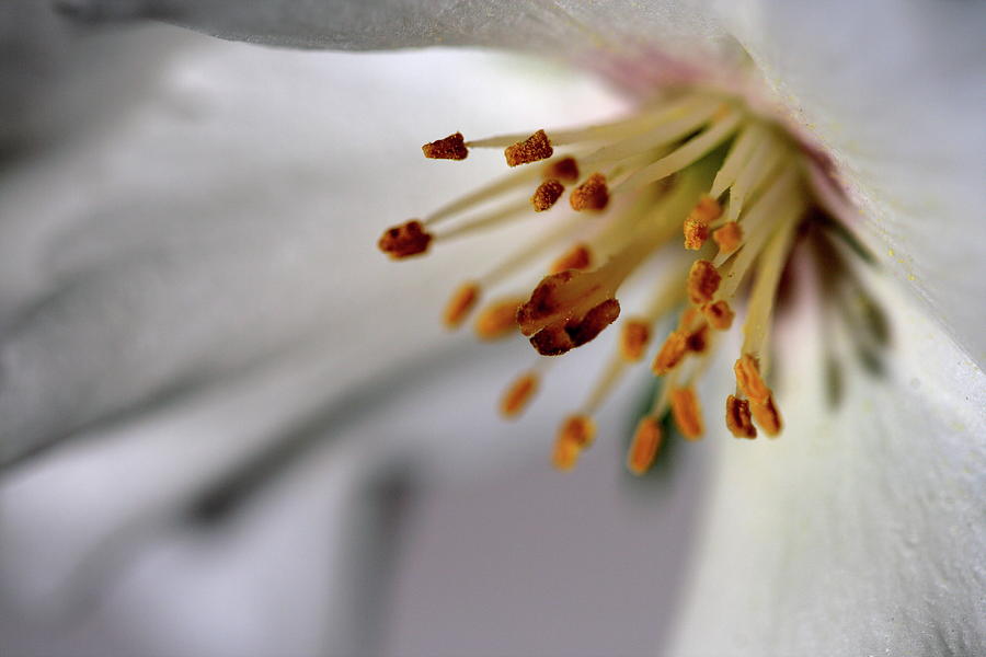 Pollen Photograph by Ian Sanders