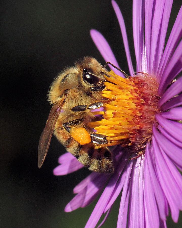 Pollen Laden Bee Photograph by Doris Potter