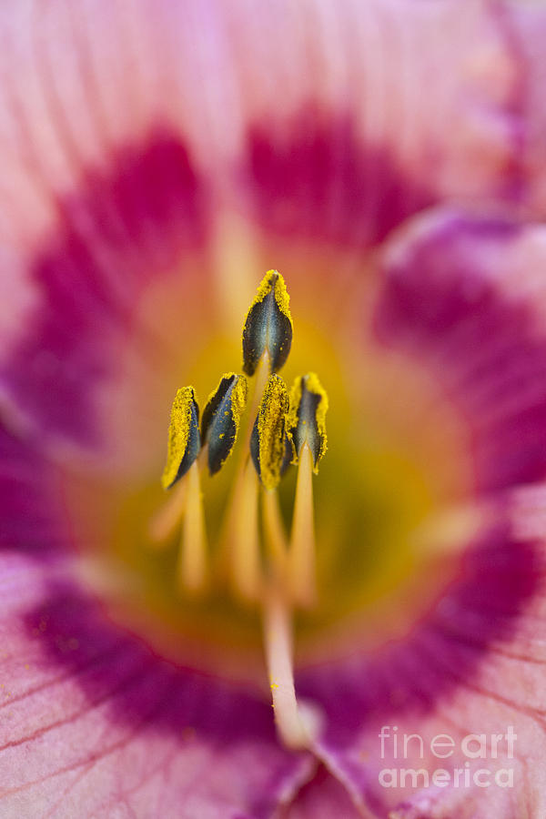 Pollen Love Photograph by Douglas Kikendall