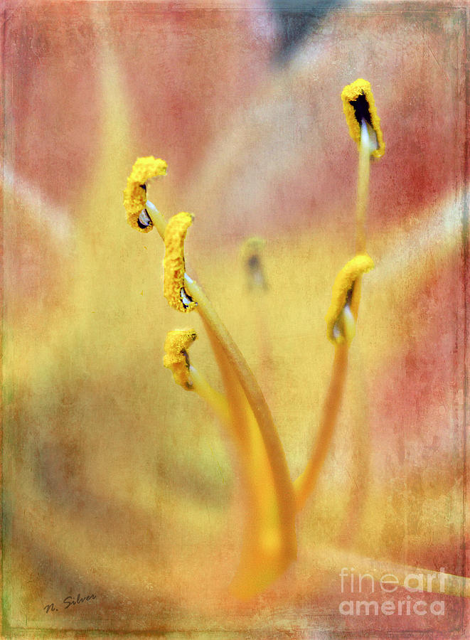 Pollen Mops Photograph by Nina Silver