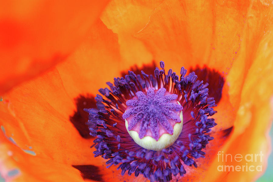 Pollen on a Orange Oriental Poppy Stamen Photograph by DejaVu Designs