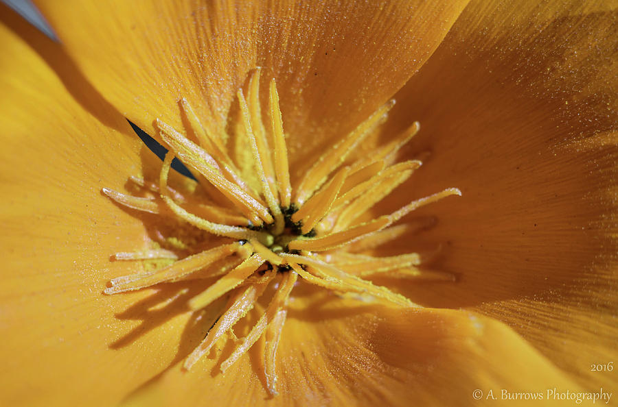 Pollen on a Poppy Photograph by Aaron Burrows
