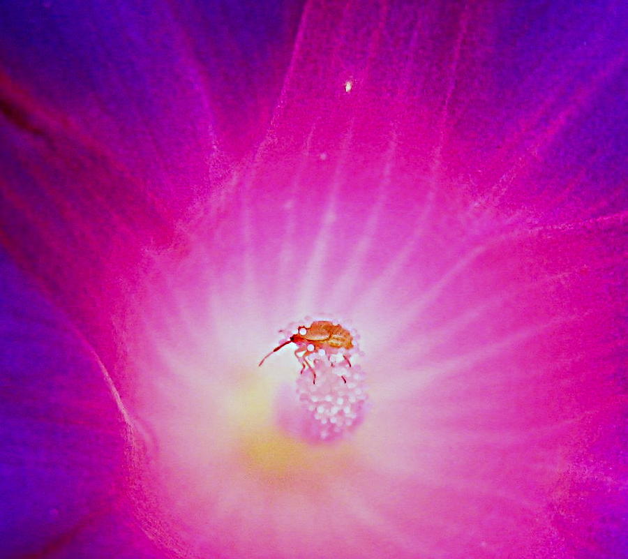 Pollen On Bug In Flower Photograph by John King I I I