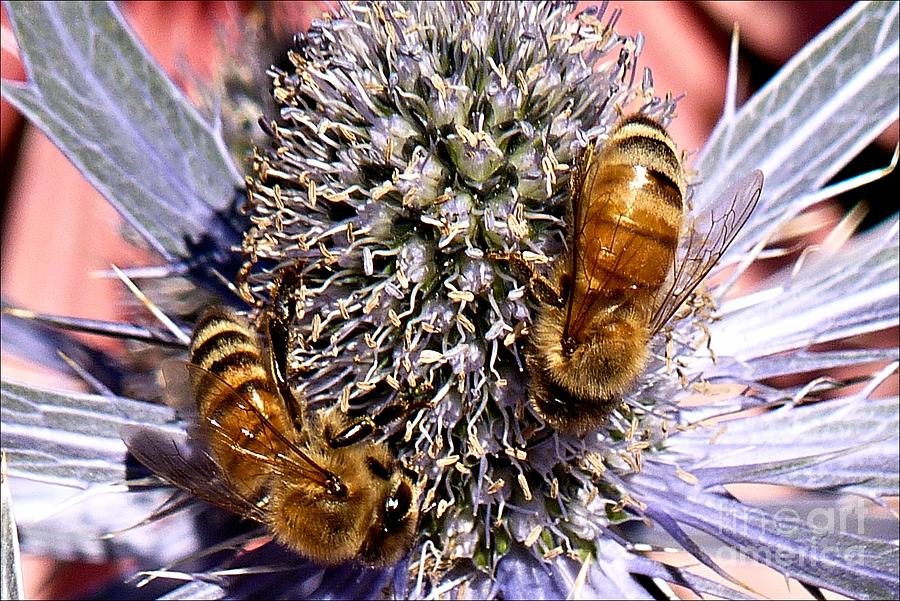 Pollen Pals by Julia Hassett Pollen Pals by Julia Hassett