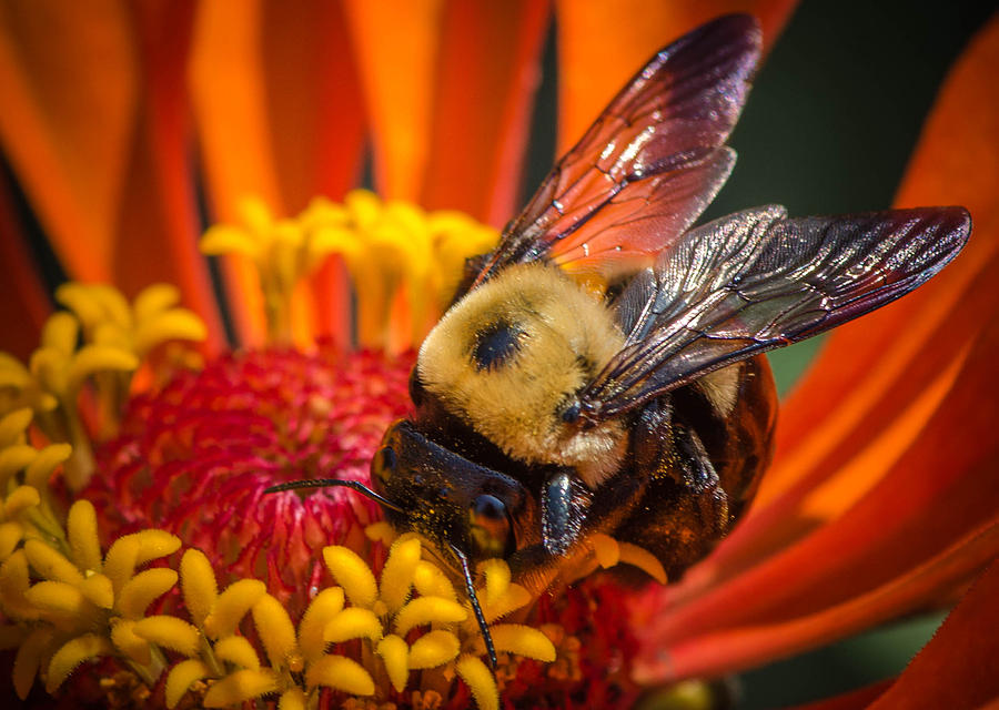 Flowers Still Life Photograph - Pollen Plenty by Bruce Pritchett