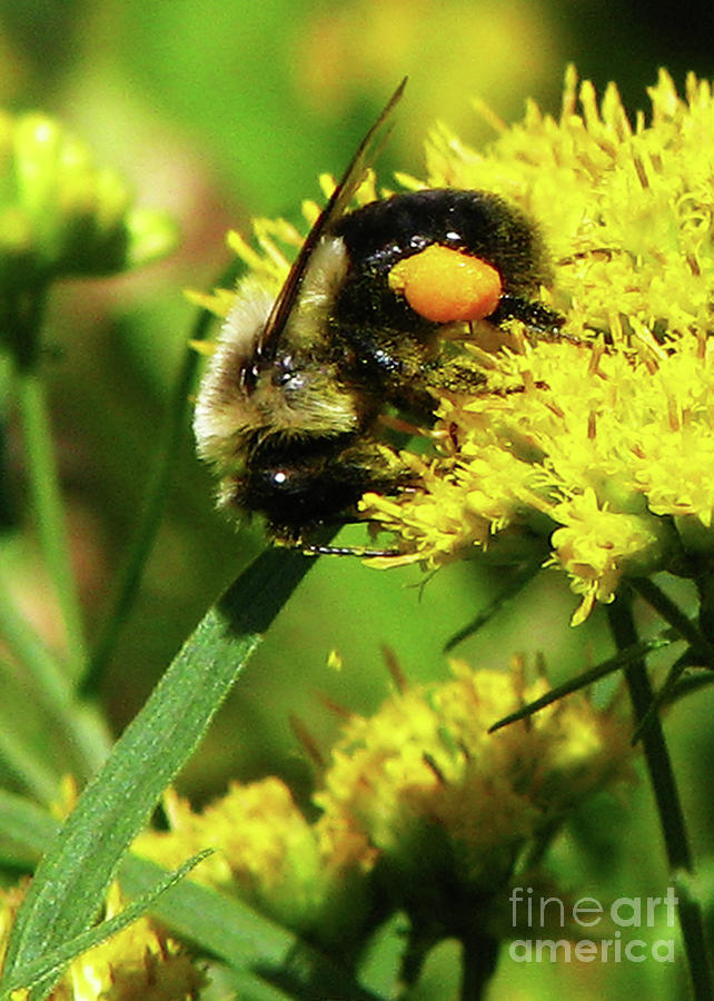 Pollen Saddlebags Photograph by Deborah Johnson