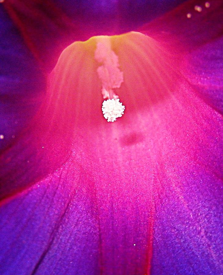 Pollen Shadow 3 Photograph by John King I I I