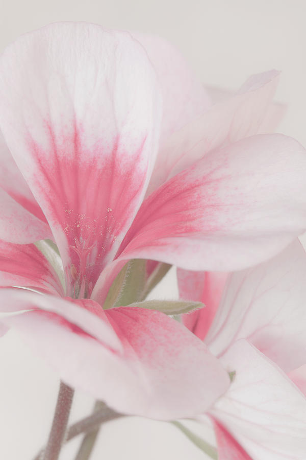 Geranium Photograph - Pollen Showered Geranium Blossom Macro by Sandra Foster