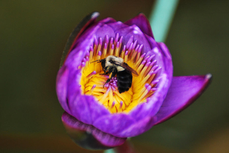 Pollen Time Photograph by Teresa Blanton