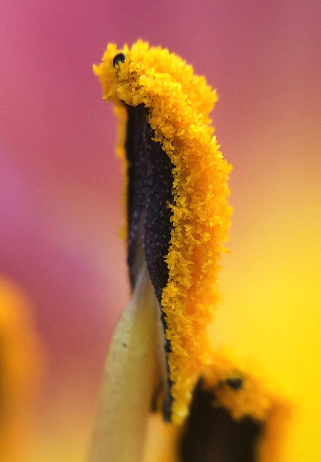 Flowers Still Life Photograph - Pollen - Up Close by Kim Comeau