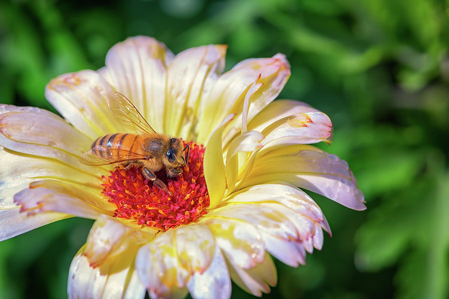 Nature Photograph - Pollenating by Rick Berk