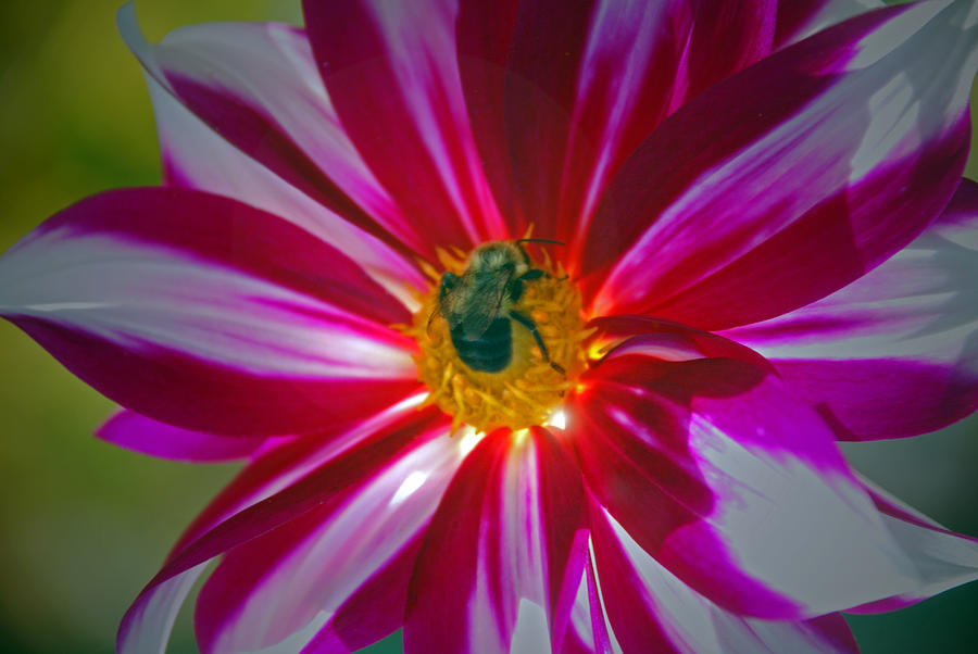 Bee Photograph - Pollenator by Mark Wiley Bee Photograph - Pollenator by Mark Wiley