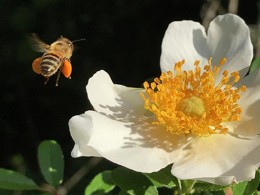 Pollenatorpollen Photograph by Al Swasey