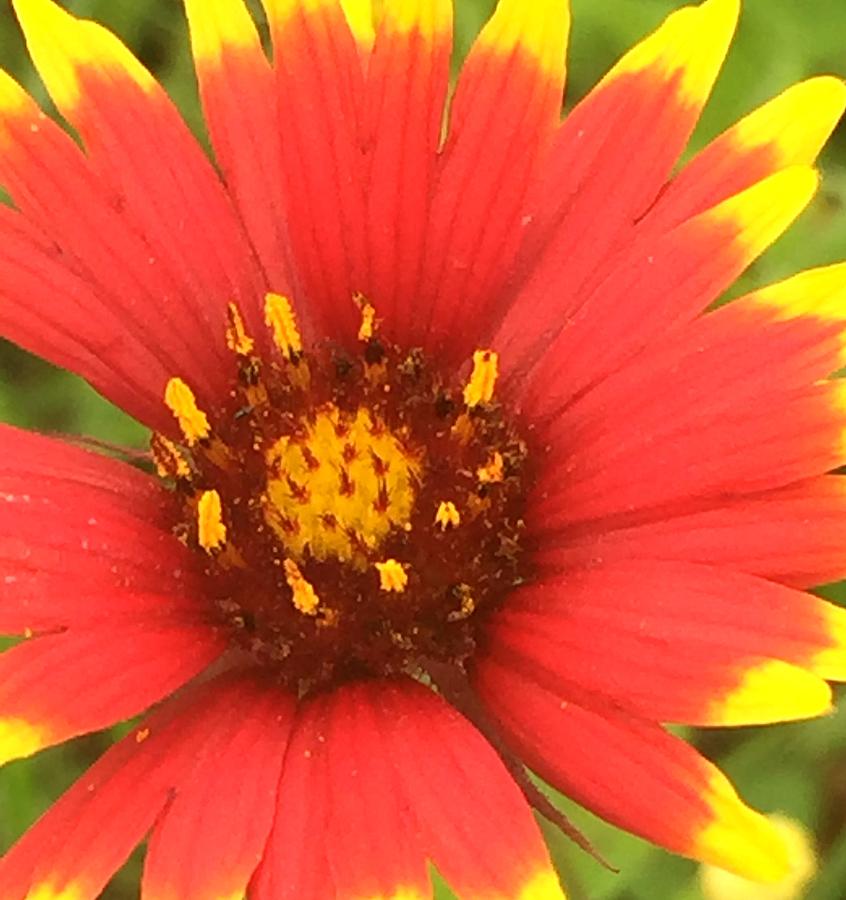 Pollinated Photograph by Etta Harris