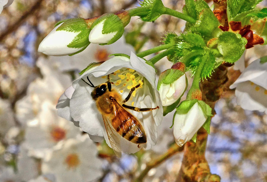 Pollinating A Japanese Flowering Cherry Blossom 001 Photograph by George Bostian