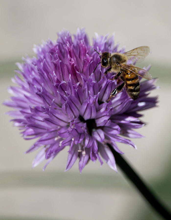 Pollinating Bee Photograph