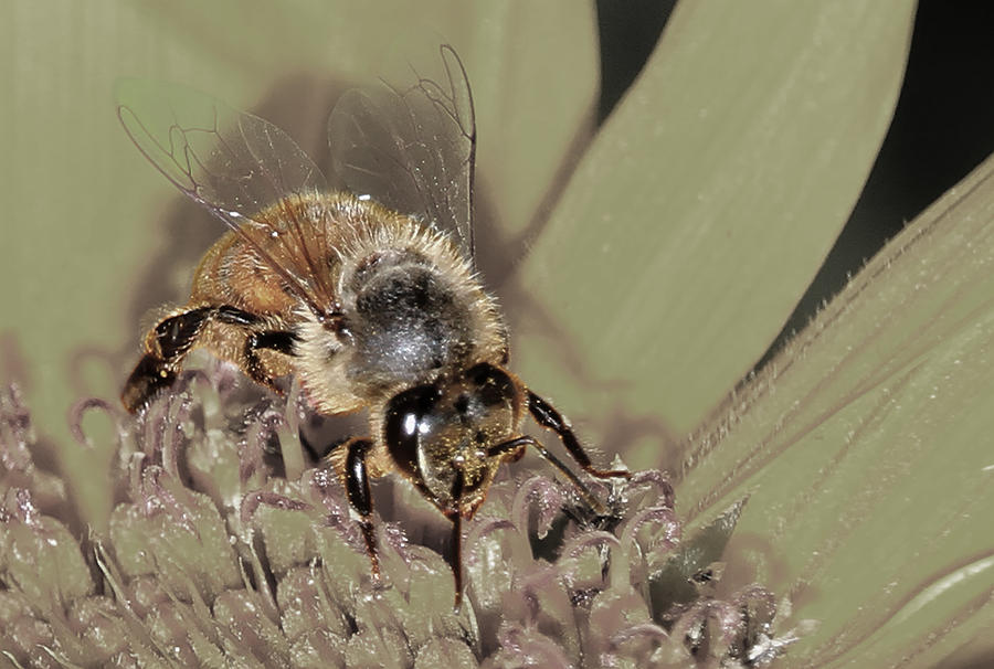 Pollinating Bee Photograph