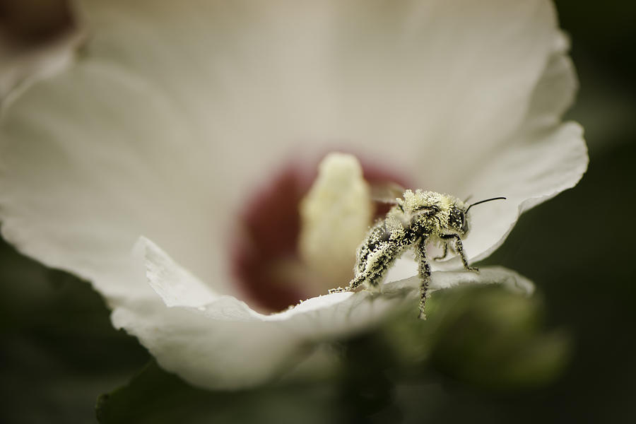 Summer Photograph - Pollinating Bee by Griffeys Sunshine Photography