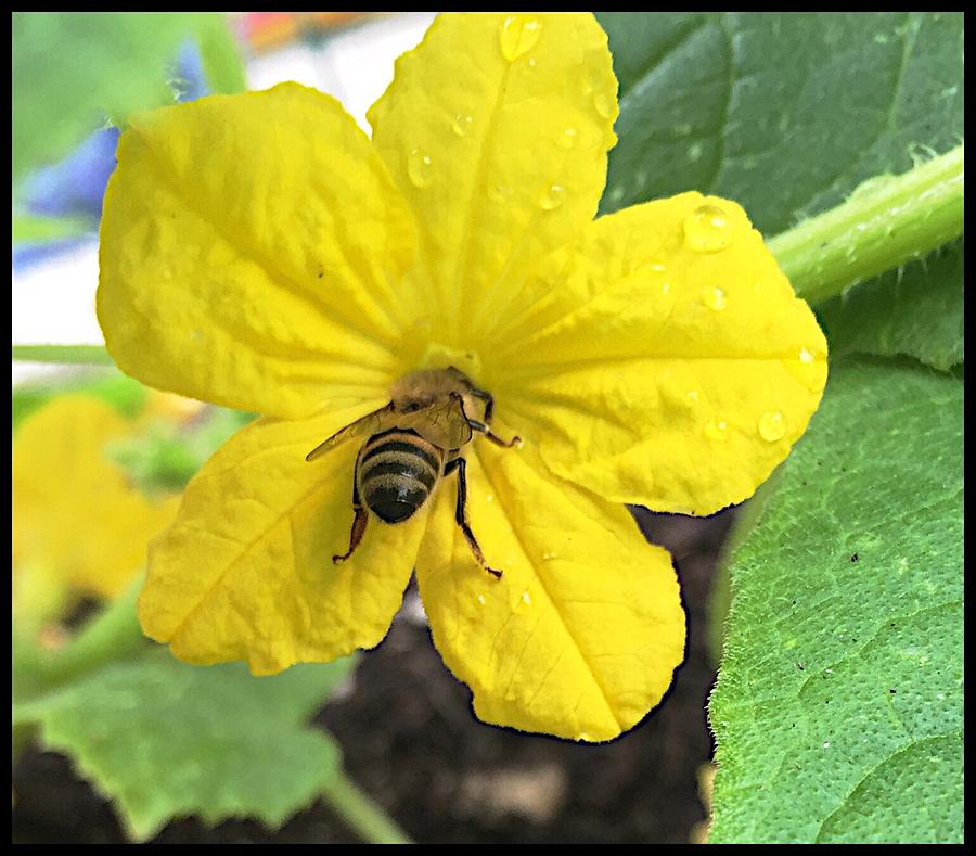 Pollinating Cucumber 1 Photograph by Daniele Smith