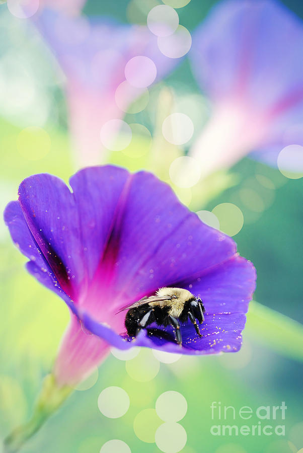 Flower Photograph - Pollinating the Glories by Kelly Nowak