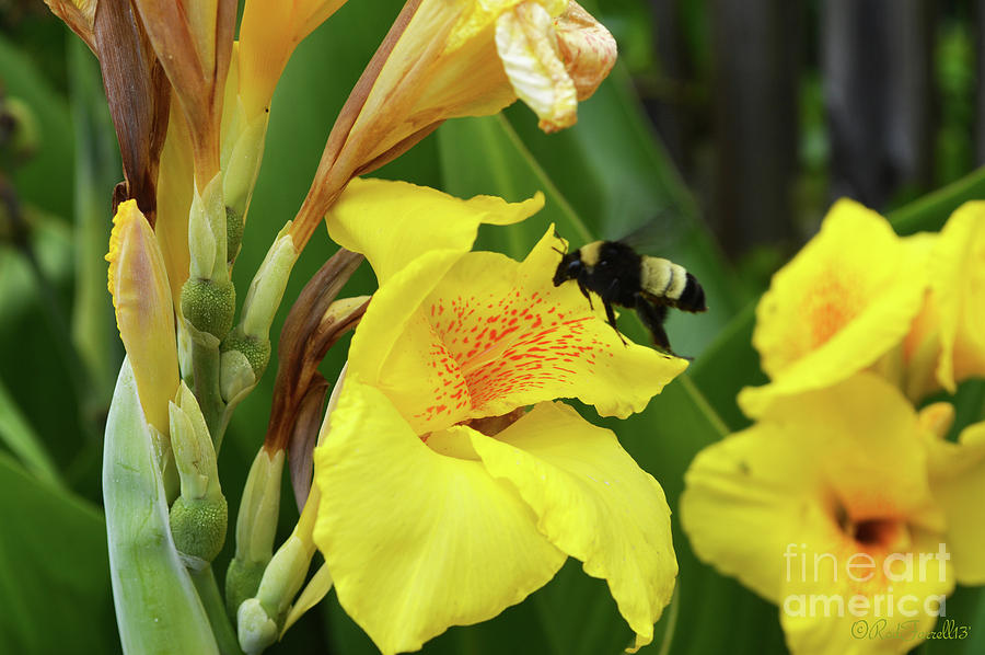 Flower Photograph - Pollination Anyone? by Rod Farrell
