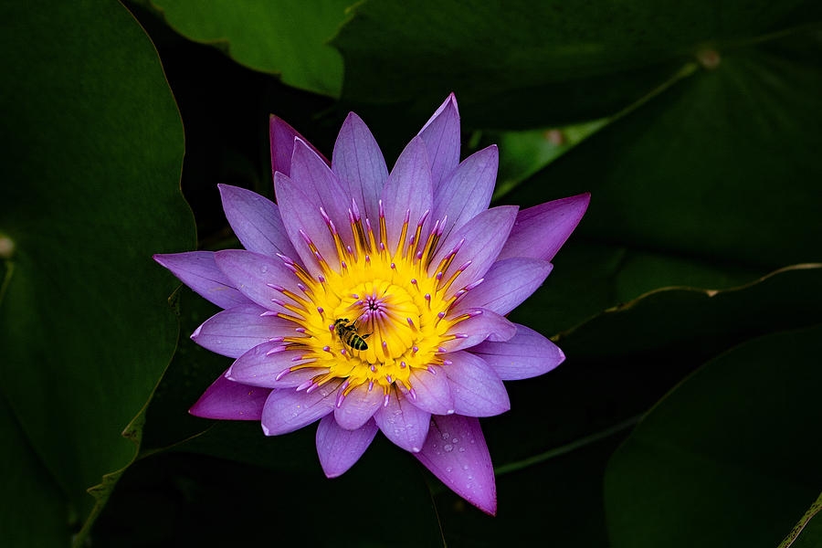 Pollination Beauty Photograph by Martin Naugher