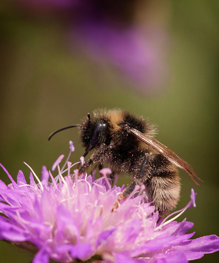 Pollination Photograph by Inge Riis McDonald